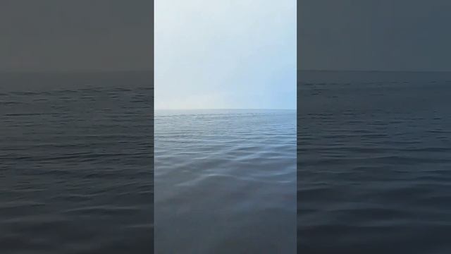 Riley The Jetski Pup #jetski #boating #dog #waverunner #floridalife