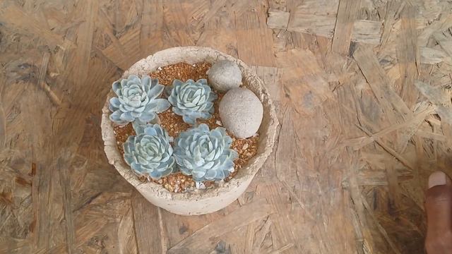 || ECHEVERIA VIOLET QUEEN || CARE TARE ||