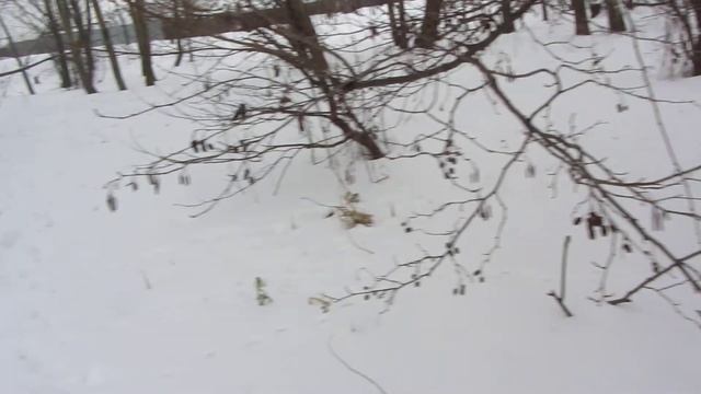 Чудесный камыш*Аир болотный*байки грибника смотреть онлайн