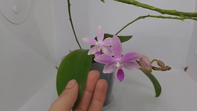 Phalaenopsis Taida Sunshine