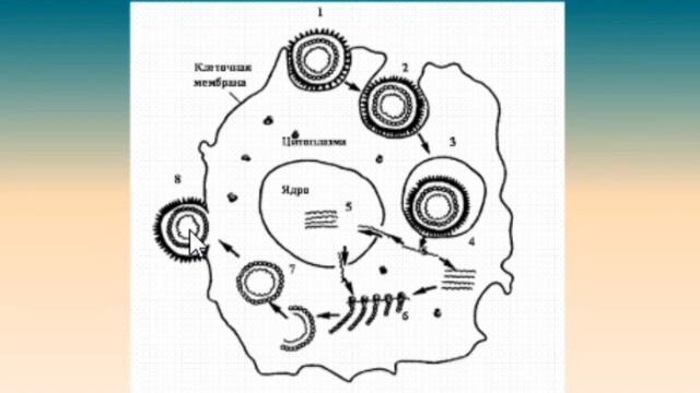 Биология ОГЭ  Выпуск 5  Царство Вирусы
