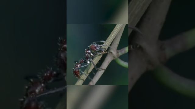 Самый страшный враг насекомых - кордицепс смотреть онлайн