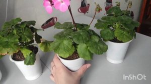 Карликовые пеларгонии Нано зацвели в декабре🥰🌺
