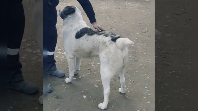 алабай кавказец пастух смотреть онлайн