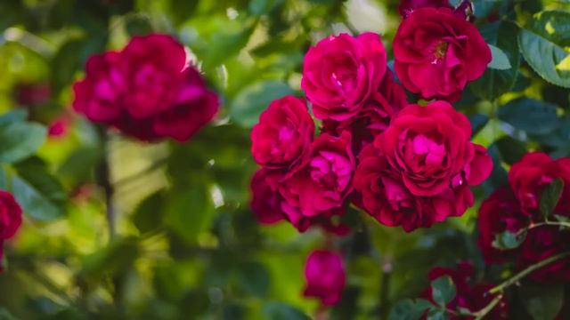 Фото на телефон. Жизненные истории. Интересные истории. Душевные истории. Увлекательные истории. смотреть онлайн