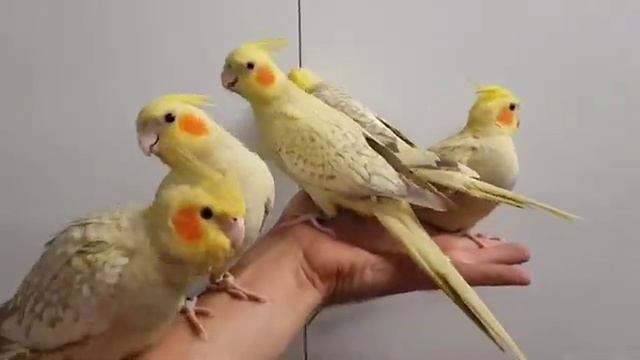 FOR SALE: 8 week old Cinnamon Perl Cockatiels смотреть онлайн