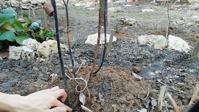 Розы плохо перезимовали. ВЕСЕННЯЯ ОБРЕЗКА РОЗ. Уход за розами весной. смотреть онлайн