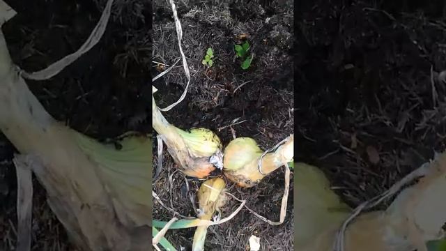 Лук шалот семейный Аристократический( сорт 14) смотреть онлайн