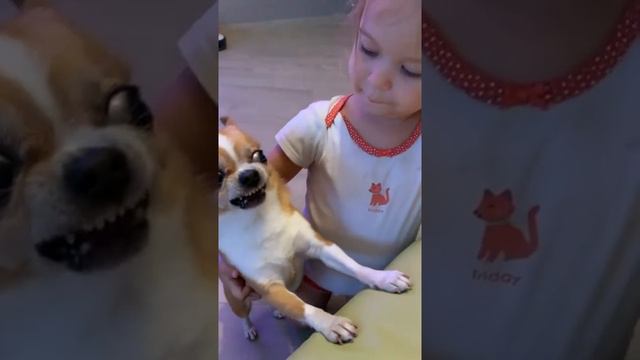 Ваши Собаки Бывают Без Настроения 😄 #рекомендации #рек #chihuah 1602 смотреть онлайн