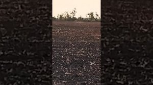 охота с грейхаундом на зайца. 2 поимки подряд