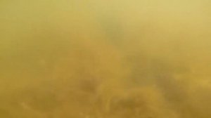 Нерест судака