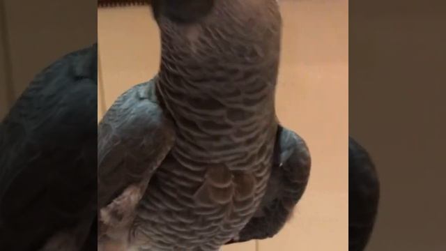 ✅ГОВОРЯЩИЙ ПОПУГАЙ ЖАКО МОНЯШКА РУГАЕТСЯ смотреть онлайн