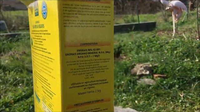 France. Figs. Инжиры, хурма . Весенняя подкормка и обработка. Раскрытие контейнерных после зимовки. смотреть онлайн