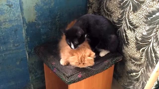 Котик кусает и лижет кису смотреть онлайн