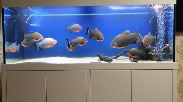 Релакс аквариум на 1000 литров с пираньями. Relax aquarium for 1000 liters with piranhas. смотреть онлайн