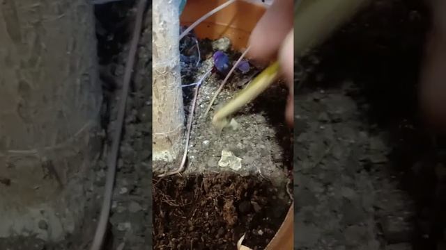 спасаем денежное дерево(крассулу,толстянку) , достаю из горшка кислицу. Часть 2 смотреть онлайн