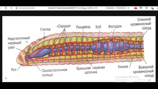 Как понять биологию с нуля? Кольчатые черви смотреть онлайн
