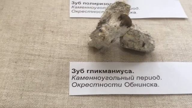 Экскурсия по палеонтологической выставке "КАМЕШКИ ПОД НОГАМИ" в Музее истории г. Обнинска. 2020 смотреть онлайн