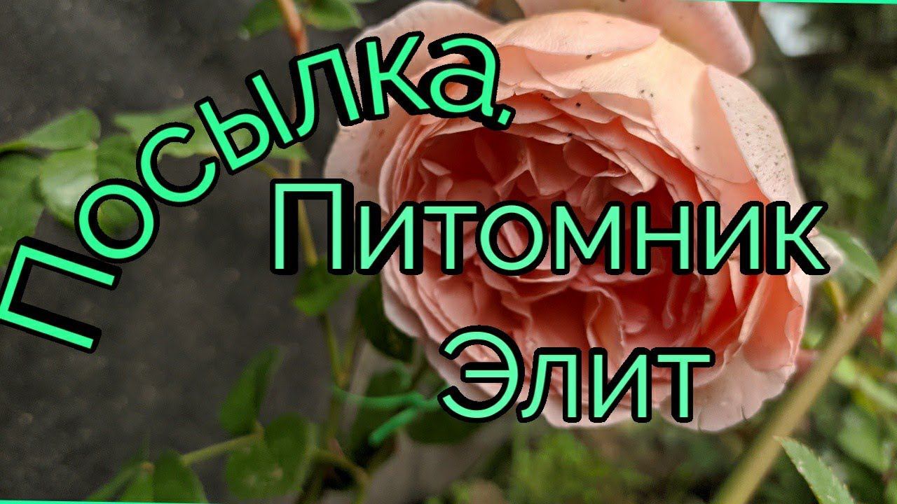 Розы из питомника Элит. Распаковка посылки. смотреть онлайн