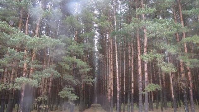 Но ни одна из фотоплёнок Не сможет отразить, увы, 2 смотреть онлайн