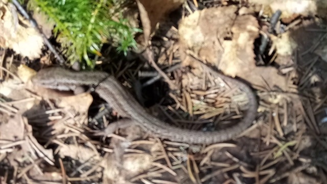 Змеи ПРОСНУЛИСЬ смотреть онлайн