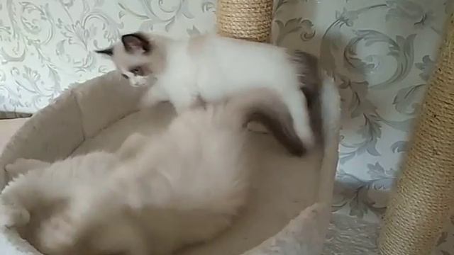 Котята Рэгдолл играют 😘😘😘 смотреть онлайн