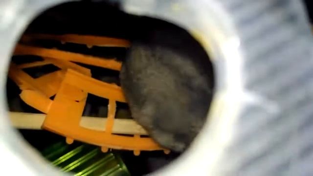 сон взрослых хомяков и хомячат homster's perents dreams смотреть онлайн