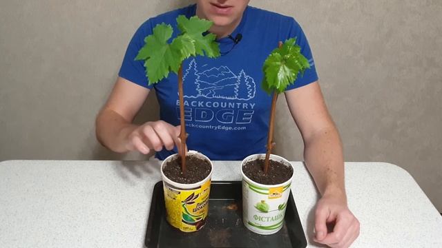 Уход и полив саженцев винограда смотреть онлайн