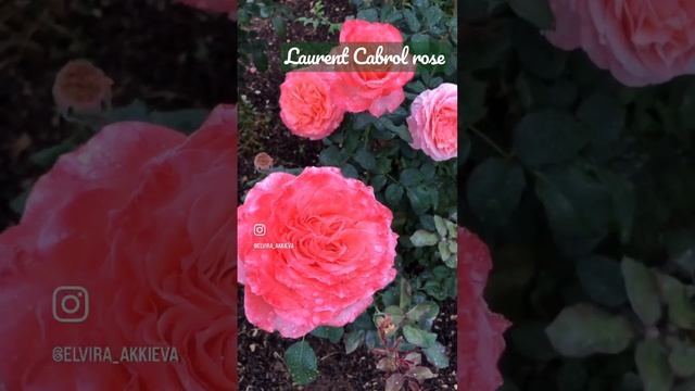 Роза Лоран Каброль \ Laurent Cabrol rose #roses #питомникроз #garden #flower #rose смотреть онлайн