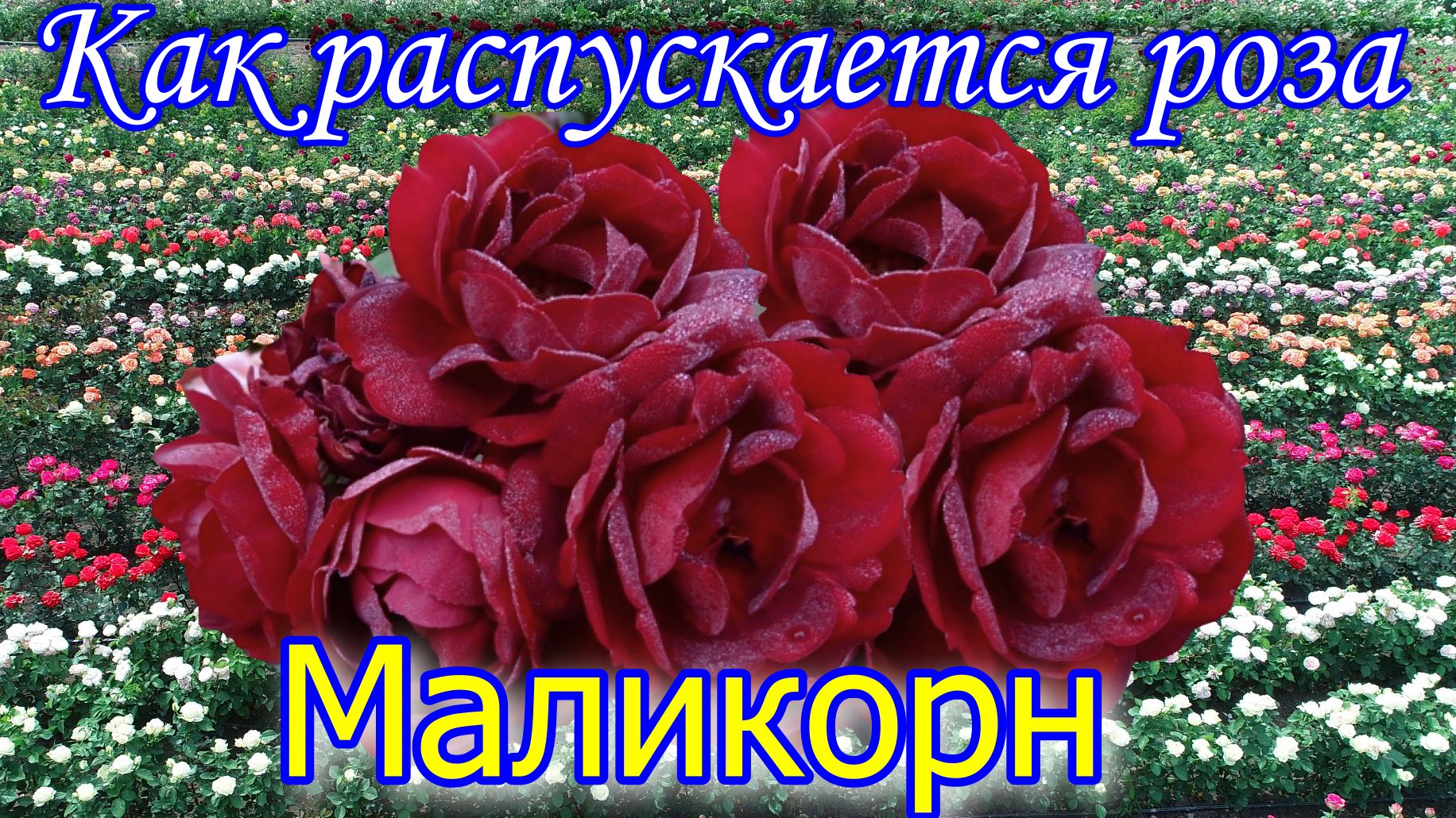 Как распускается роза Маликорн (Флорибунда) - Malicorne (Delbard Франция, 2006) смотреть онлайн