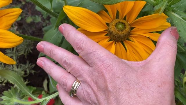 Rudbeckia Hirta Prairie Sun смотреть онлайн