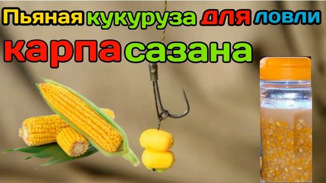 ферментированная кукуруза для ловли карпа и сазана смотреть онлайн
