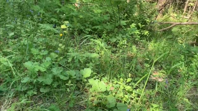 НАШЛИ В ЛЕСУ СТАРОЕ ЗДАНИЕ И ЗАБЛУДИЛИСЬ. смотреть онлайн