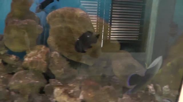 Океанографический музей (океанариум) Нячанга. Вьетнам. Oceanographic Museum of Nha Trang смотреть онлайн