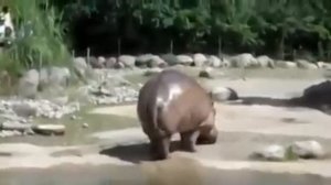 как какает бегемот!угарное видео
