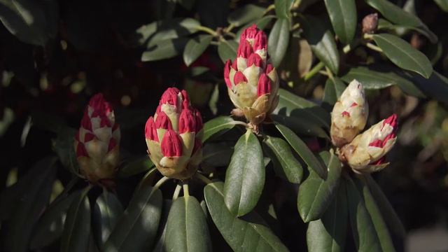 RHODODENDRON смотреть онлайн