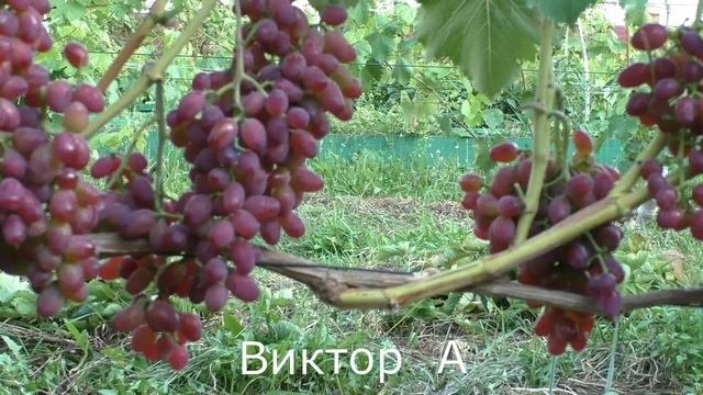 Виноград Беларуси . Лидчина . Сорт винограда Виктор А . смотреть онлайн
