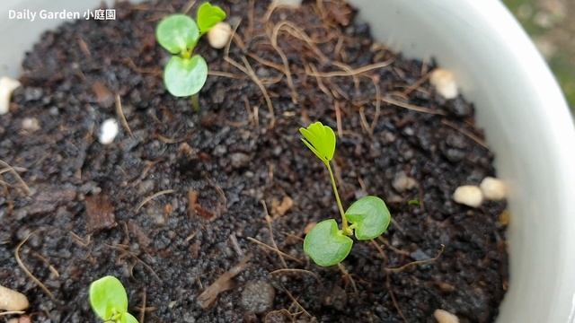 Mimosa pudica | How to grow Mimosa pudica (Sensitive Plant) from seeds смотреть онлайн