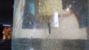 технопланктон  пыление . рабочий рецепт  много раз на него ловил