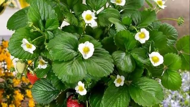 Клубника Ампельная ,выращивание.Посадка и уход. смотреть онлайн