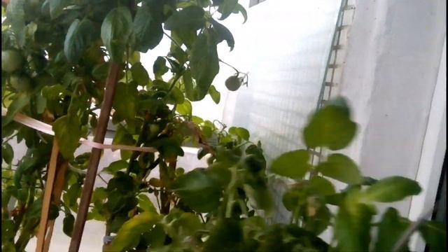 Ноябрьский урожай на подоконнике смотреть онлайн