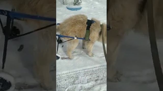 Реабилитация больных собак своими руками смотреть онлайн