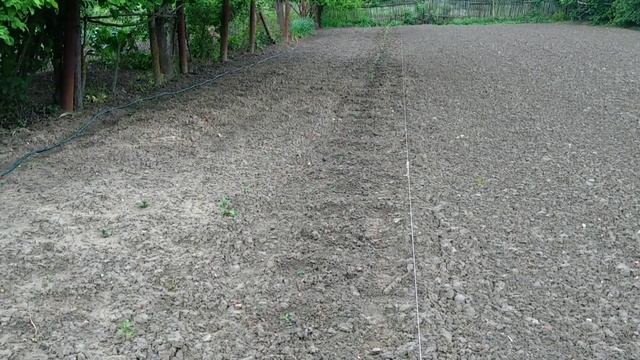 Рассаживаю хризантему мультифлора весной 2021