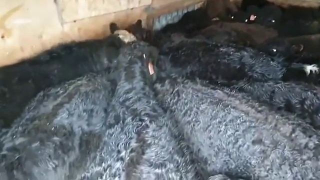 быки породы абердин-ангус смотреть онлайн