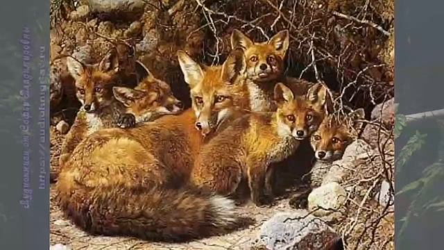 Биология 11 кл Теремов §49 Биологические ритмы. Приспособления организмов к сезонным изменениям смотреть онлайн