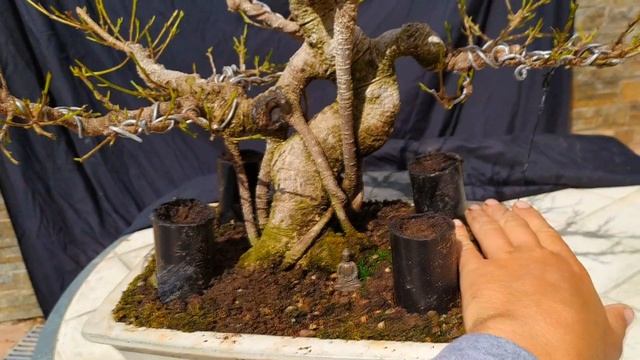 Как правильно удобрять бонсай? How Fertilize the Bonsai Tree? смотреть онлайн
