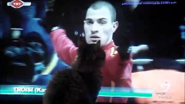 Даже кошки в Турции любят футбол. смотреть онлайн