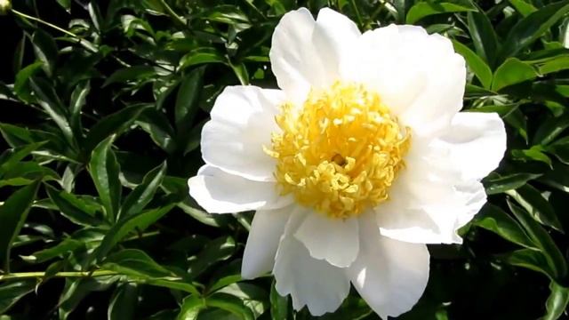 Мой сад. Пион травянистый японский Бу Тэ. смотреть онлайн