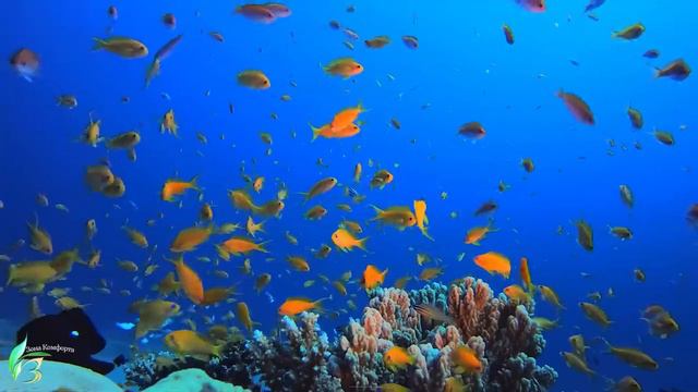 музыка для души автор Сергей Грищук