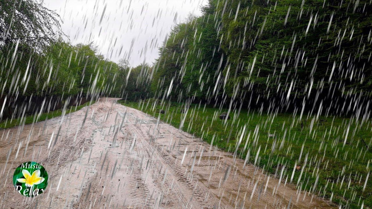 Rain Sounds, Forest Nature, Birdsong And Full Relax